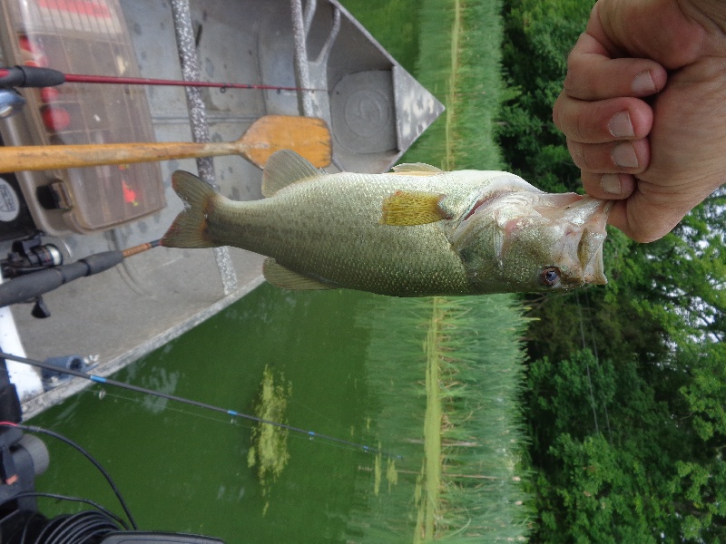1st bass of july near Belvidere