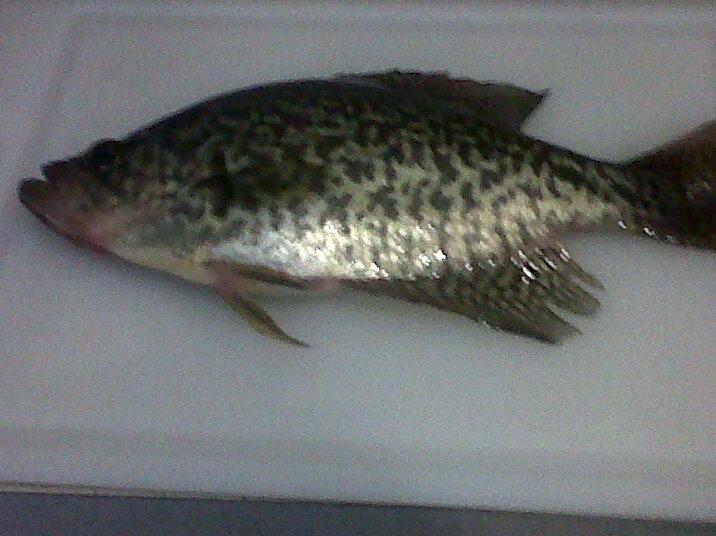 crappie near West Caldwell