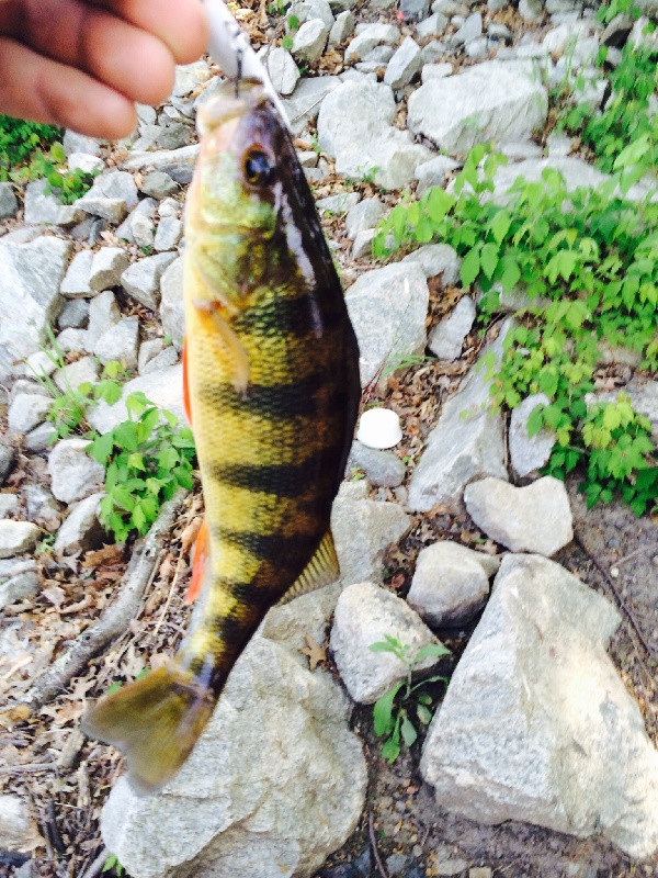Oh Man! My First Yellow Perch!
