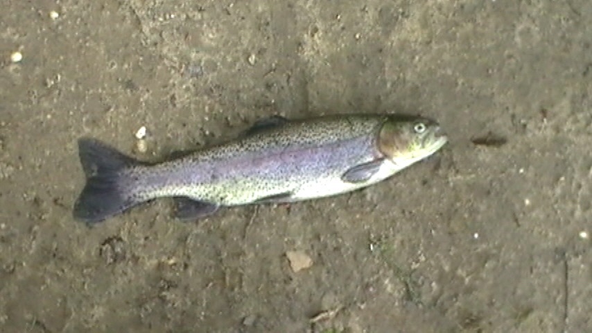 nice trout near Freehold Township