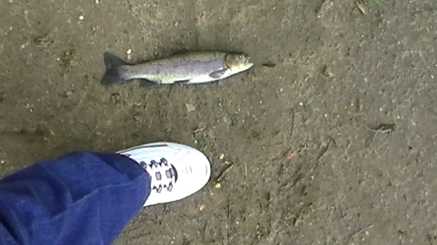 Trout near Freehold Township