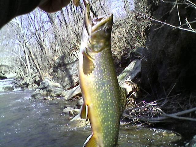 Great Day of trout Fishing! near Bloomingdale