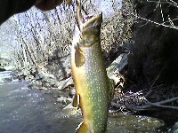 Trout Fishing Somewhere I Wasn't Supposed to Be... Fishing Report
