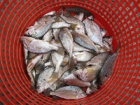Raritan Bay 10/06/12 Fishing Report