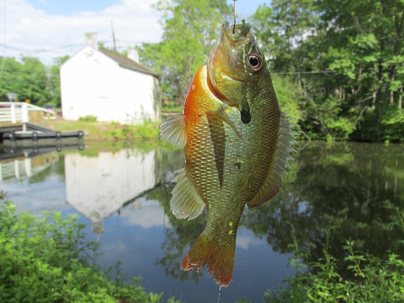 Green Brook Township fishing photo 4