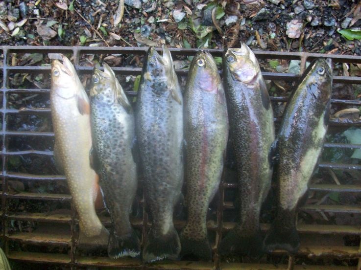 May Trout near Ringwood