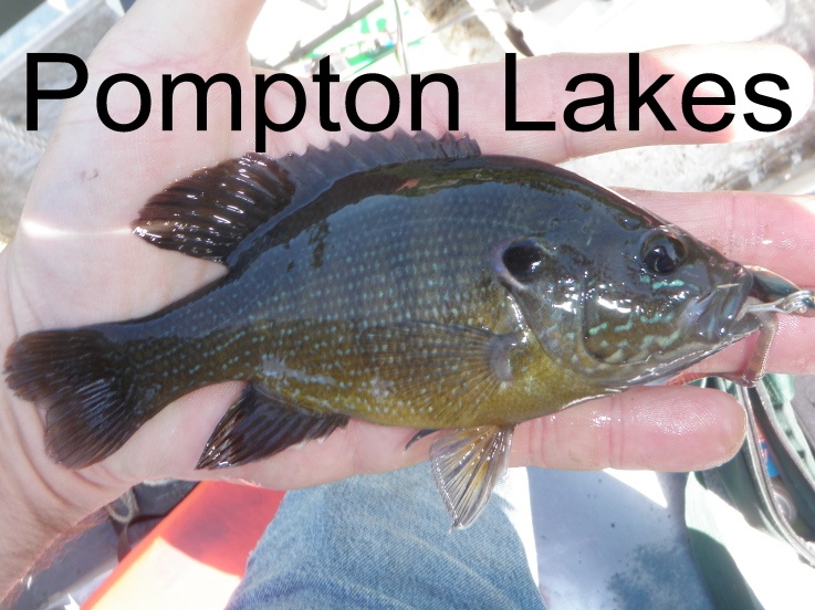 Green Sunfish near Franklin Lakes