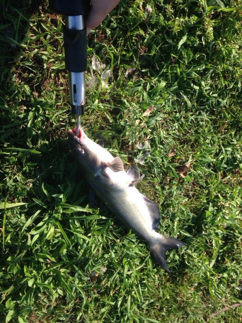 Catfish from 8/19 or 8/20