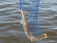 Flounder Fishing
