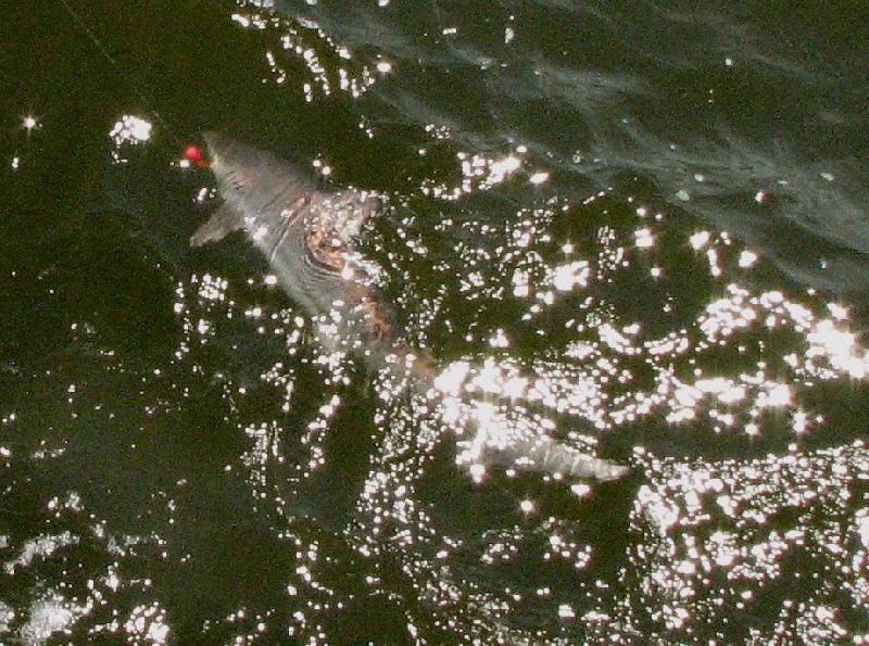 Shortfin Mako near Barnegat Township