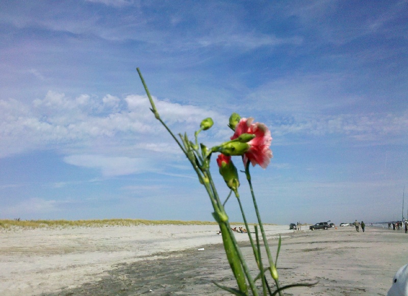 Flowers from the sea near Brigantine