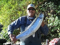 Salmon 2012