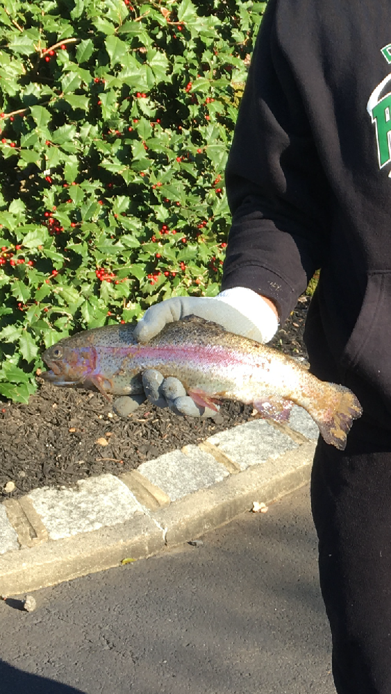 Nice Rainbow Trout  near Millstone Township