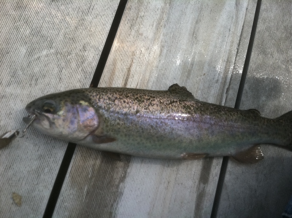 Trout I caught at Oldham Pond near Township of Washington