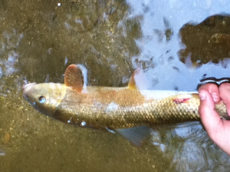 trout n suckers near Milford