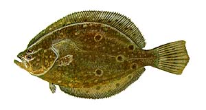 Summer Flounder (Fluke) Source: Raver, Duane. http://images.fws.gov. U.S. Fish and Wildlife Service.