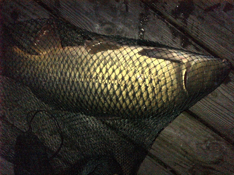 Carp-9lbs