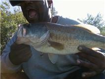 Largemouth Bass