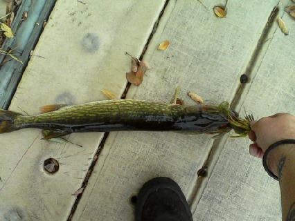 pikerel 2