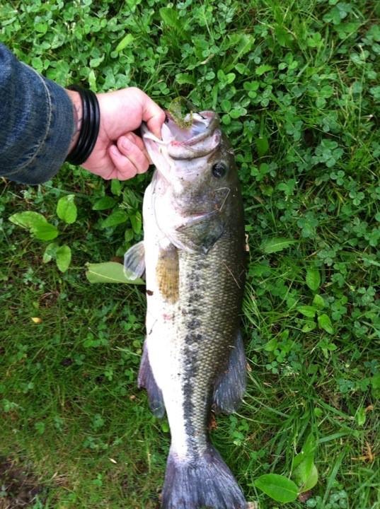 monster bass