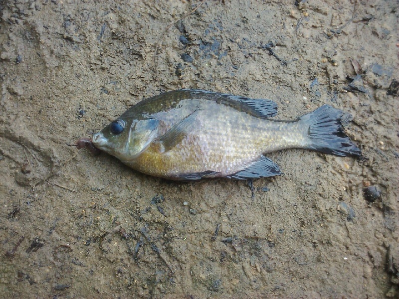 Blue Gill - Grenloch Lake