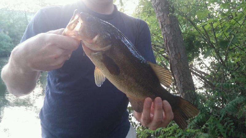 July 4 Largemouth Bass