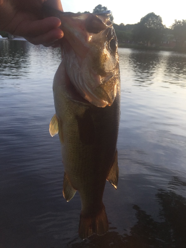 largemouth bass - first cast!