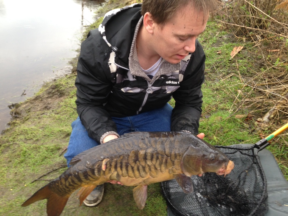 Charles river mirror carp