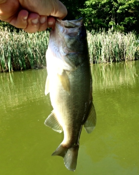 1lb 2 oz bass