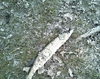 13 inch pickerel