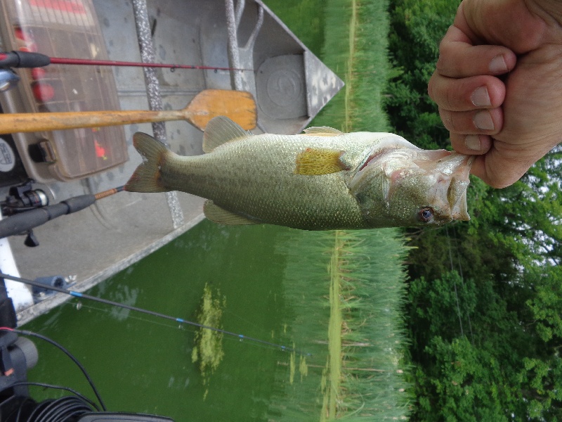 1st bass of july