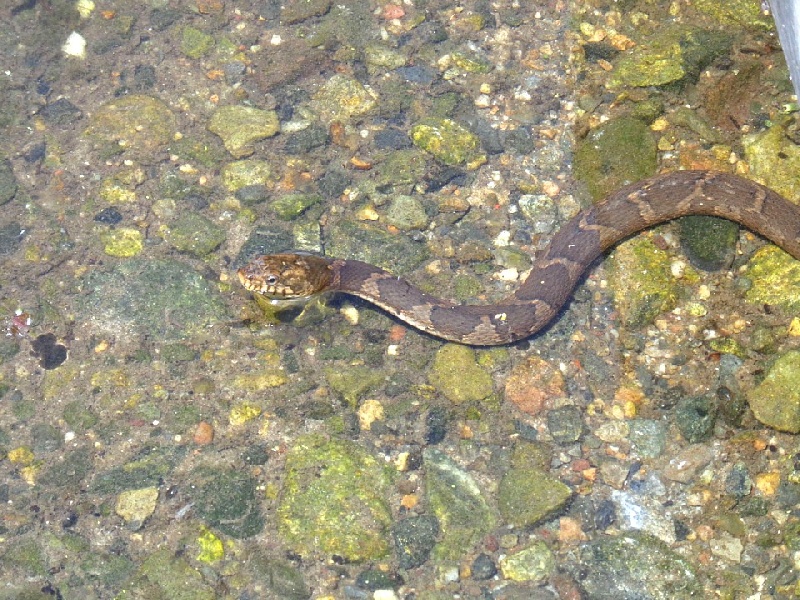 water snake