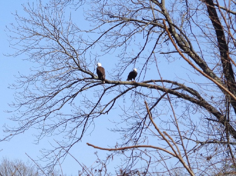 Pair of Eagles