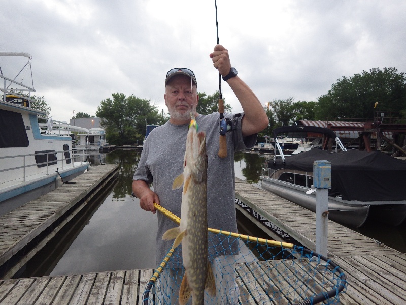 Northern Pike