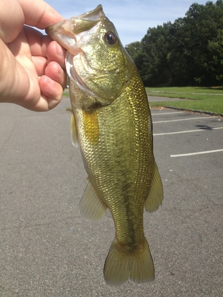 Kennedy Park Largemouth