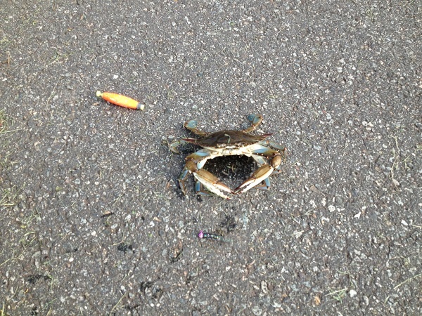 Blue Crab