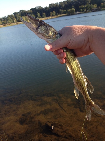 Kennedy Park Pickerel