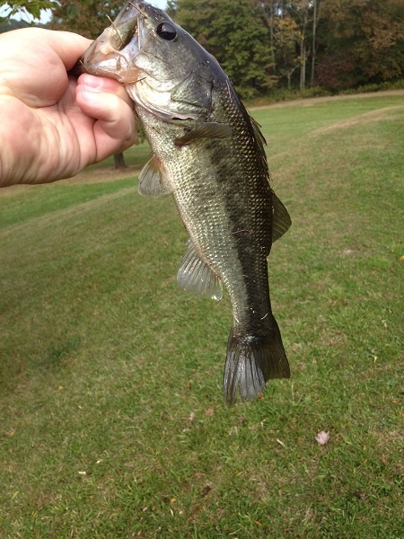 Vorhees Largemouth