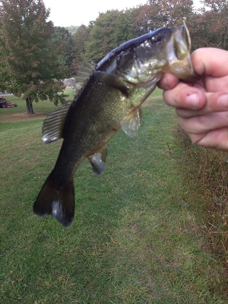 Vorhees Largemouth