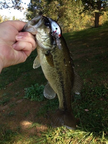 Sunrise Lake Largemouth