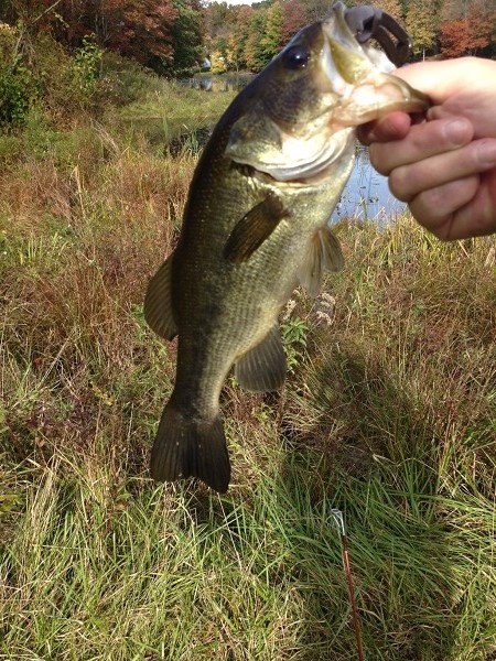 Lower Crandon Lake Largemouth