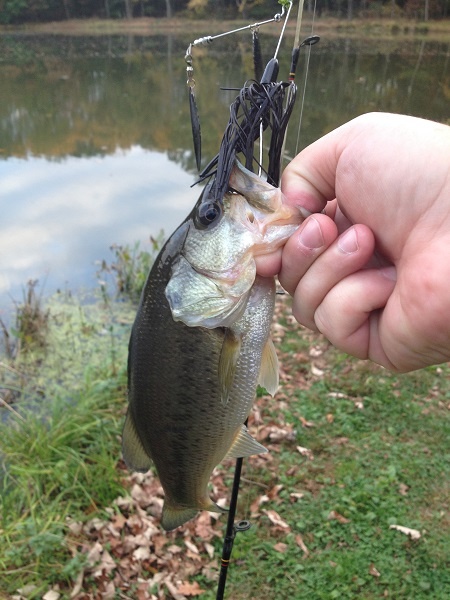 Echo Lake Largemouth