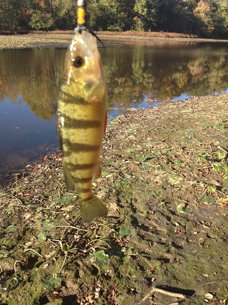 Farrington Lake Perch