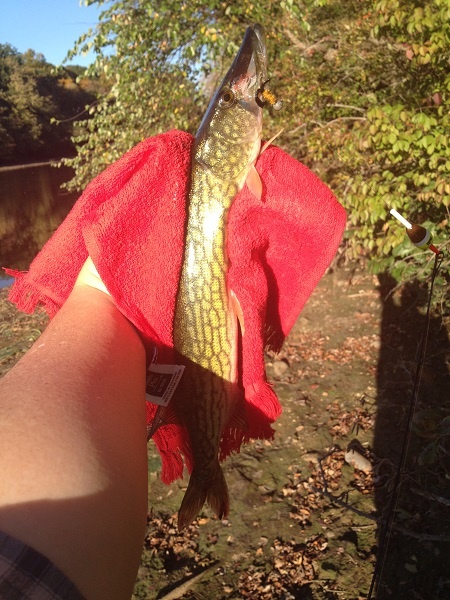 Farrington Lake Pickerel