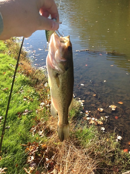 Echo Lake Largemouth