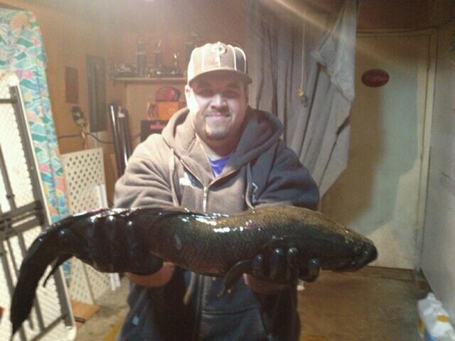 Northern Snakehead