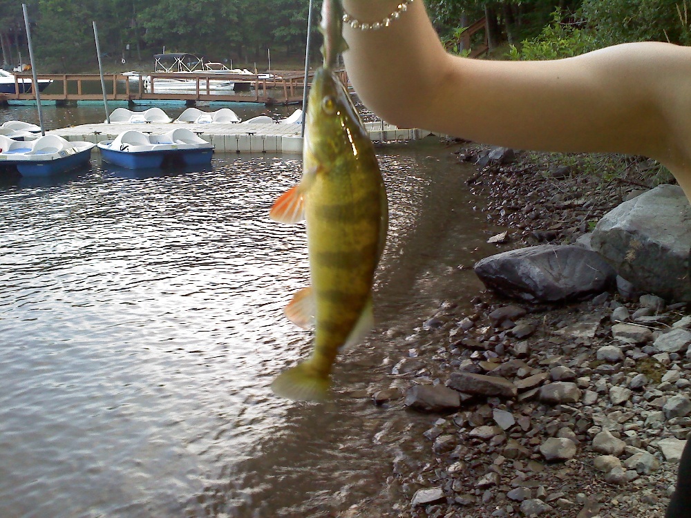 Yellow Perch