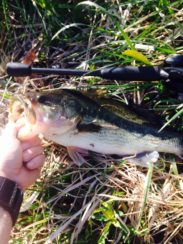 2nd bass