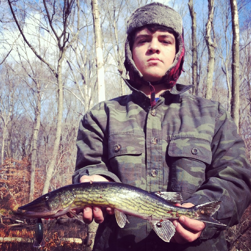 pickerel