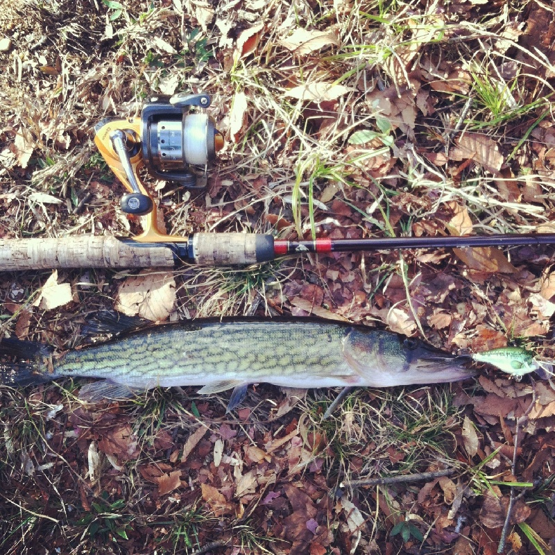 pickerel from yesterday